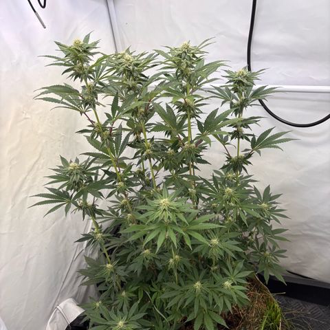 Guava Runtz growlog timeline photo