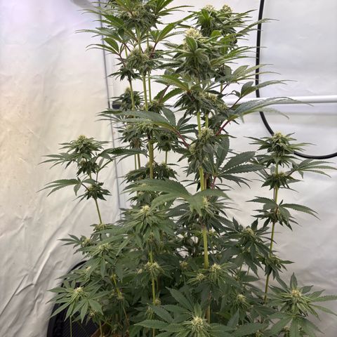 Guava Runtz growlog timeline photo