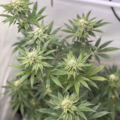 Guava Runtz growlog timeline photo