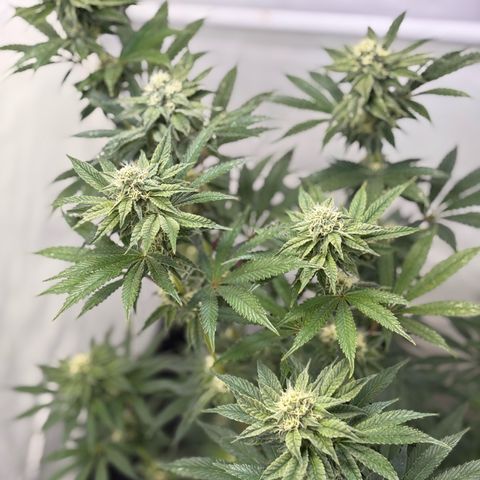 Guava Runtz growlog timeline photo
