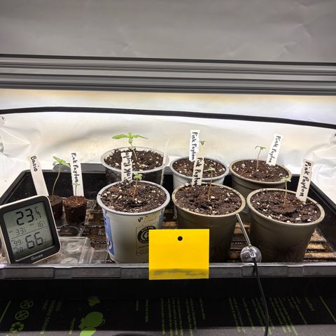 Pink Payton  growlog timeline photo