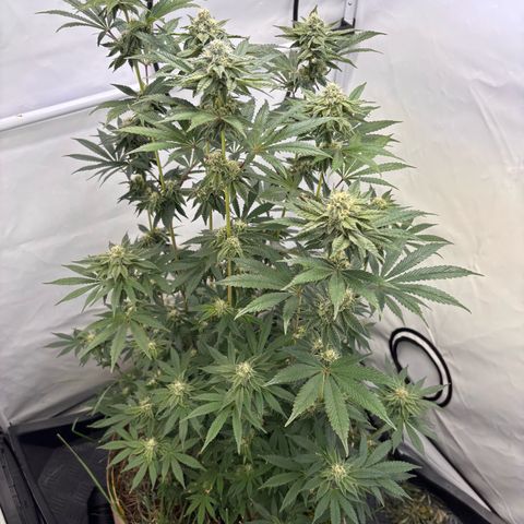 Guava Runtz growlog timeline photo