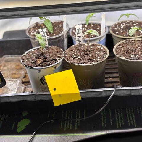 Pink Payton  growlog timeline photo