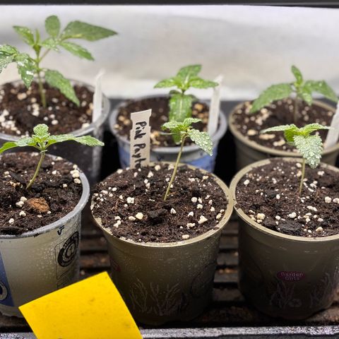 Pink Payton  growlog timeline photo