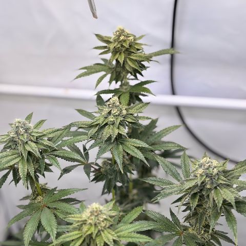 Guava Runtz growlog timeline photo