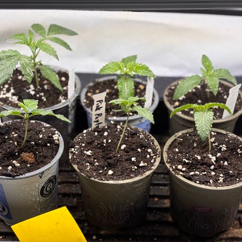 Pink Payton  growlog timeline photo