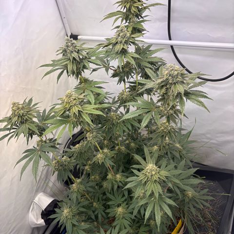 Guava Runtz growlog timeline photo