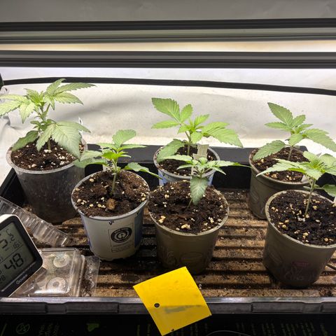 Pink Payton  growlog timeline photo