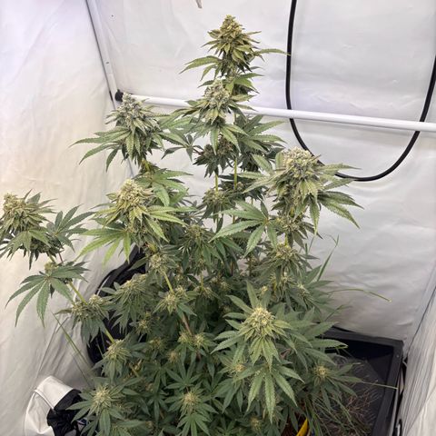 Guava Runtz growlog timeline photo