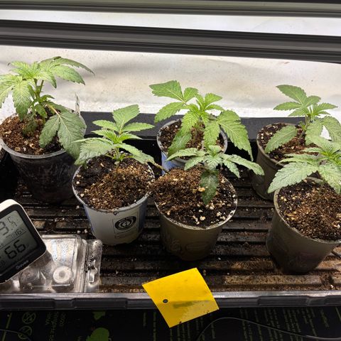 Pink Payton  growlog timeline photo