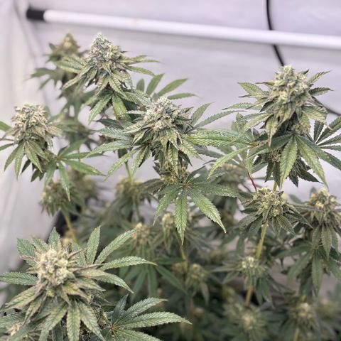 Guava Runtz growlog timeline photo
