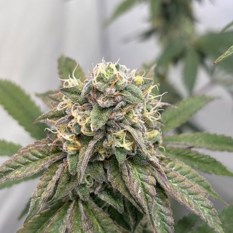 Guava Runtz growlog timeline photo