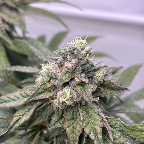 Guava Runtz growlog timeline photo