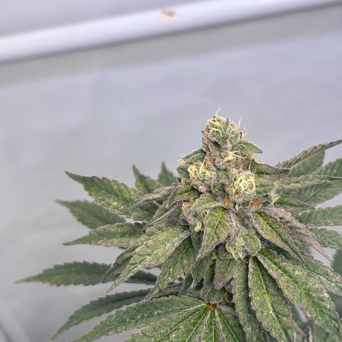 Guava Runtz growlog timeline photo