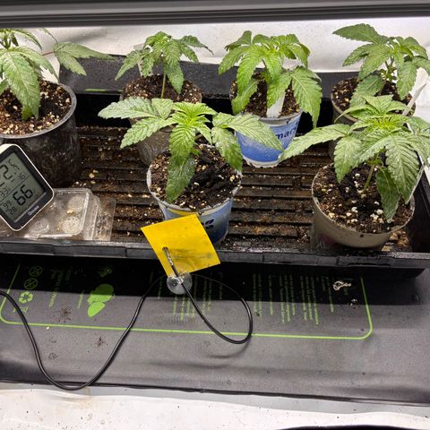 Pink Payton  growlog timeline photo