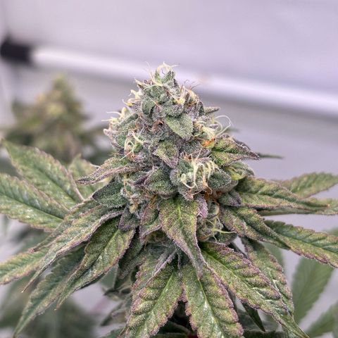 Guava Runtz growlog timeline photo