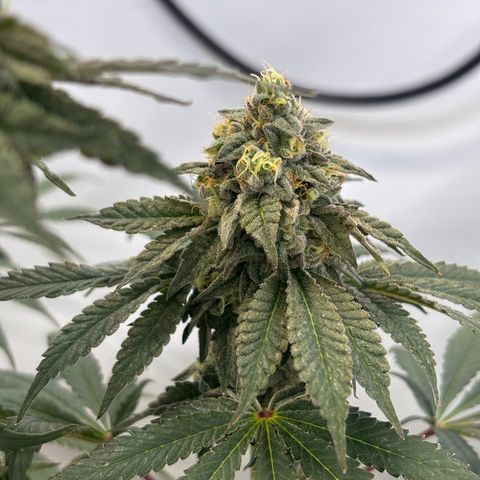 Guava Runtz growlog timeline photo