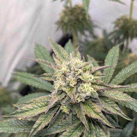 Guava Runtz growlog timeline photo