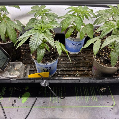 Pink Payton  growlog timeline photo