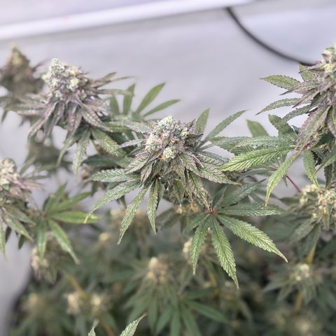 Guava Runtz growlog timeline photo