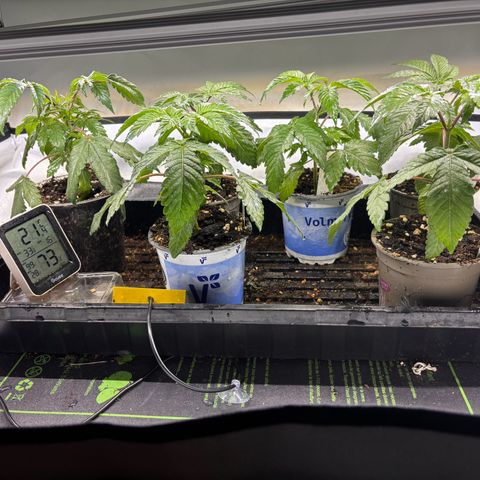 Pink Payton  growlog timeline photo