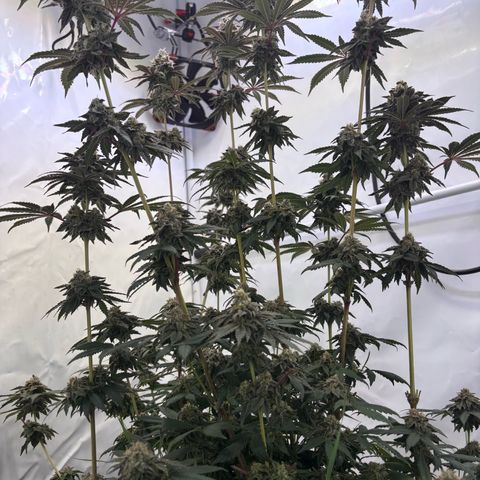 Guava Runtz growlog timeline photo