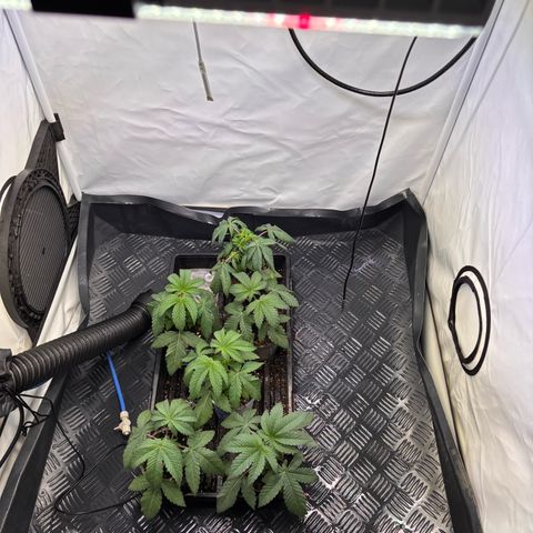 Pink Payton  growlog timeline photo