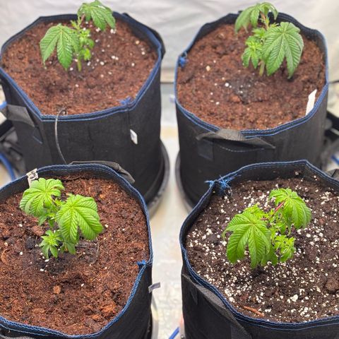 Pink Payton  growlog timeline photo