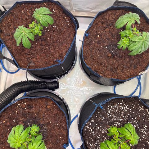 Pink Payton  growlog timeline photo