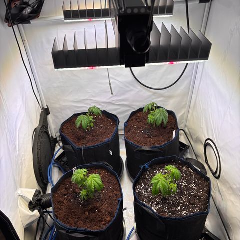 Pink Payton  growlog timeline photo