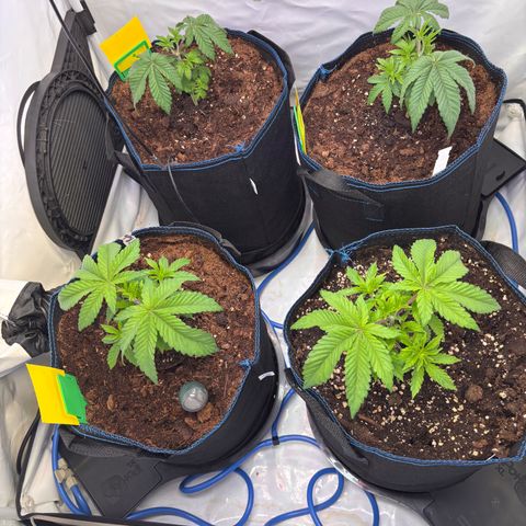 Pink Payton  growlog timeline photo