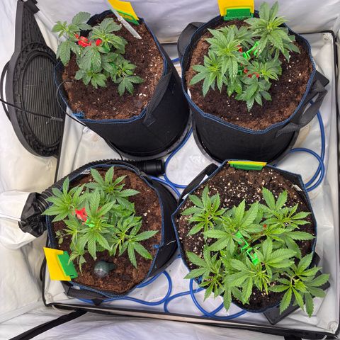 Pink Payton  growlog timeline photo