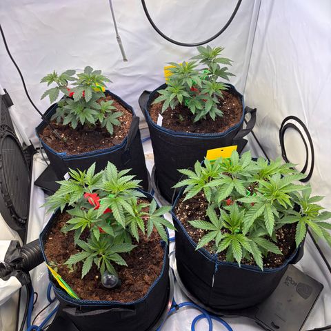 Pink Payton  growlog timeline photo