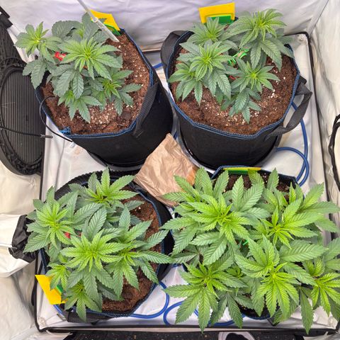 Pink Payton  growlog timeline photo