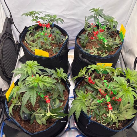 Pink Payton  growlog timeline photo