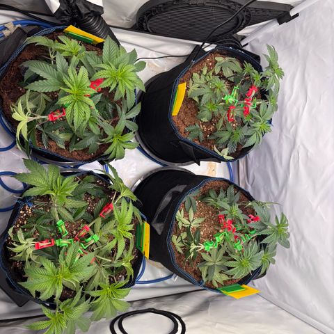 Pink Payton  growlog timeline photo