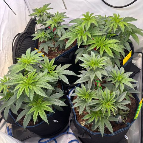 Pink Payton  growlog timeline photo