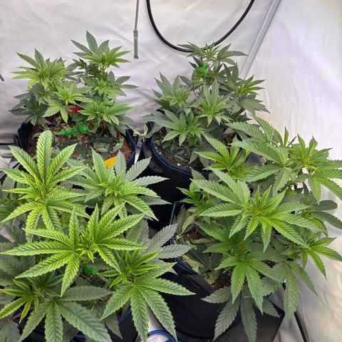 Pink Payton  growlog timeline photo