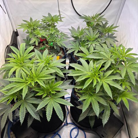 Pink Payton  growlog timeline photo