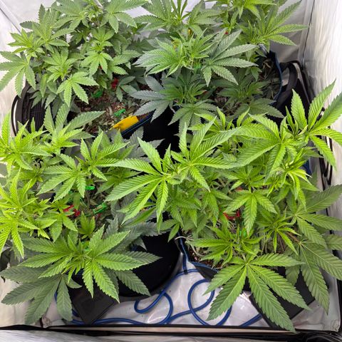 Pink Payton  growlog timeline photo
