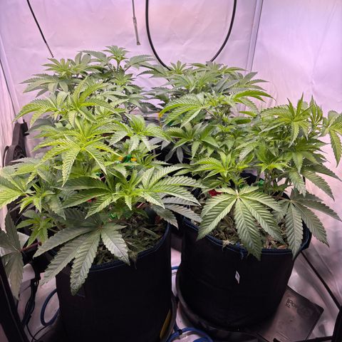 Pink Payton  growlog timeline photo