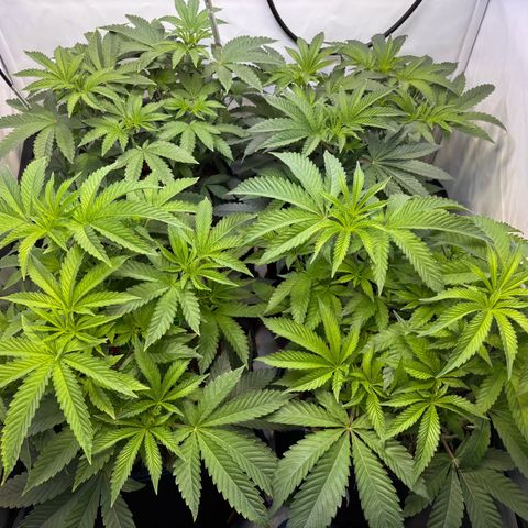 Pink Payton  growlog timeline photo