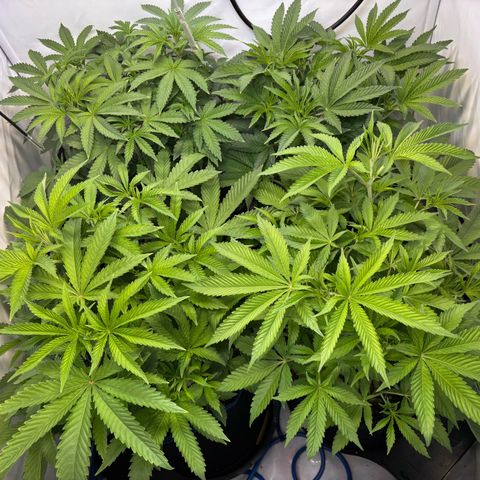 Pink Payton  growlog timeline photo