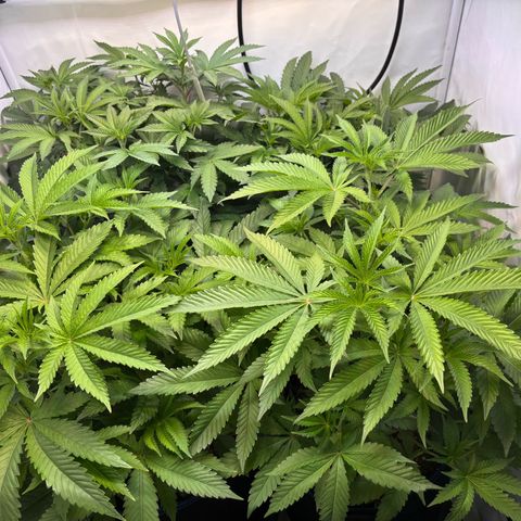 Pink Payton  growlog timeline photo