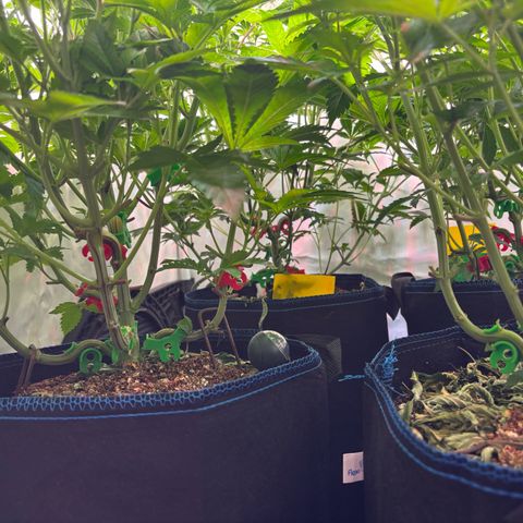 Pink Payton  growlog timeline photo