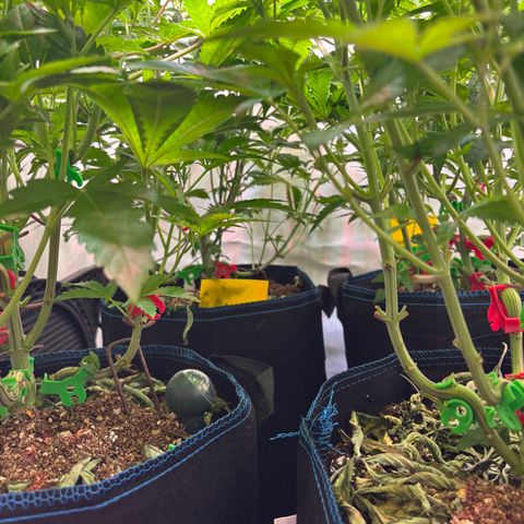 Pink Payton  growlog timeline photo