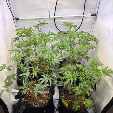 Pink Payton  growlog timeline photo