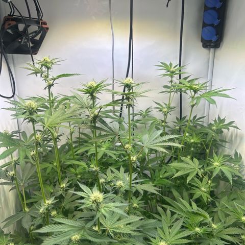 Pink Payton  growlog timeline photo
