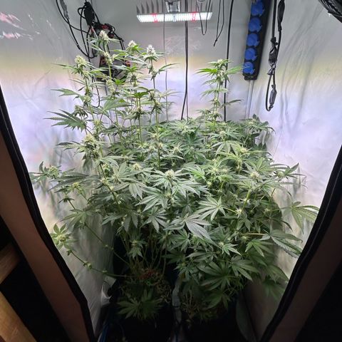 Pink Payton  growlog timeline photo