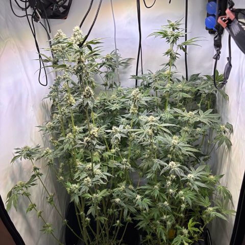 Pink Payton  growlog timeline photo